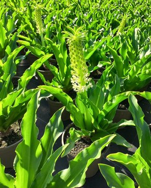 Eucomis Johannesburg 3 Litre - image 1