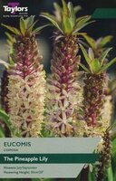 Eucomis (Pineapple Lily)