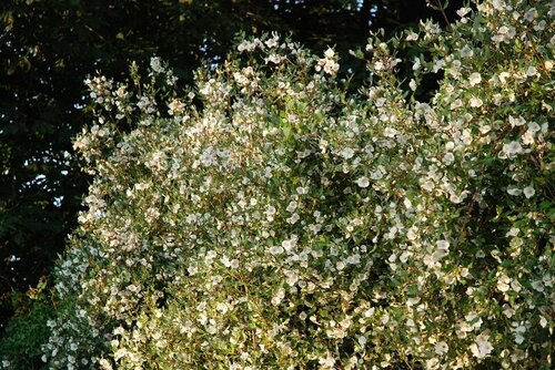 Eucryphia Intermedia Rostrevor 3 Litre - image 1