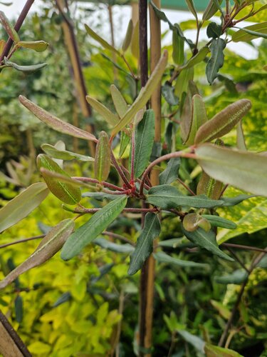Eucryphia Lucida Ballerina 3 Litre