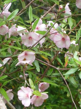 Eucryphia Lucida Carousel 3 Litre - image 1