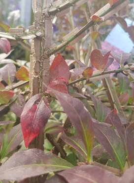 Euonymus Alatus 3 Litre - image 3