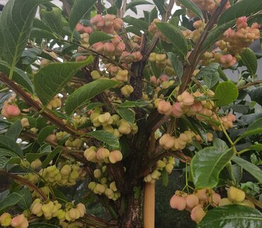 Euonymus Alatus Compacta 7.5 Litre