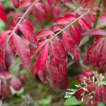 Euonymus Alatus Compactus 4.6 Litre - image 1