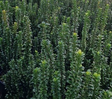 Euonymus Benkomasaki Erecta Bush Small 10 Litre - image 1