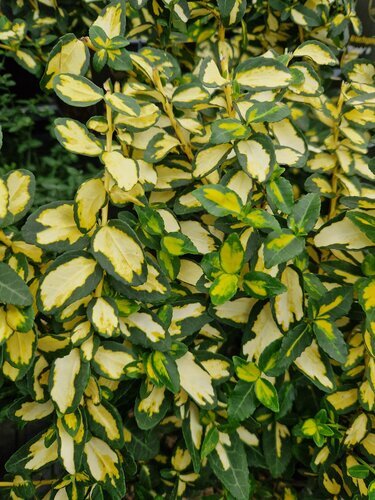 Euonymus Blondy 2.5 Litre
