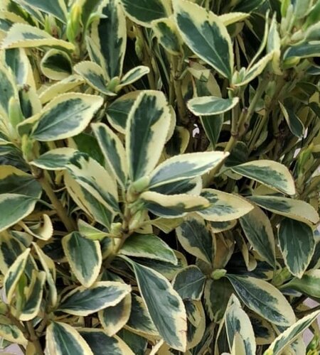 Euonymus Bravo on Trellis 10 Litre