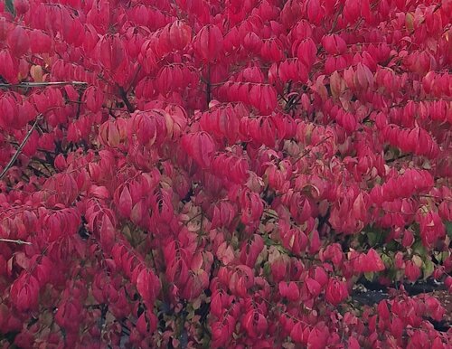 Euonymus Brilliant 12 Litre
