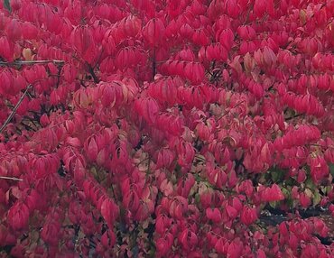 Euonymus Brilliant 12 Litre