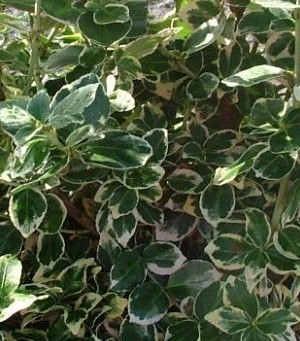 Euonymus Emerald Gaiety 7.5 Litre