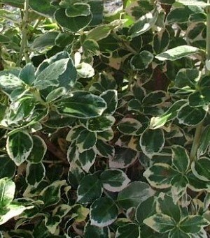 Euonymus Emerald 'N' Gaiety 2 Litre