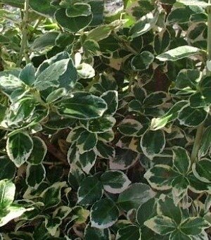 Euonymus Emerald 'N' Gaiety 2 Litre - image 1