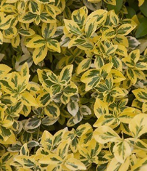 Euonymus Emerald N Gold 10.5cm