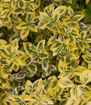 Euonymus Emerald 'N' Gold 2 Litre - image 1