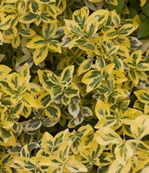 Euonymus Emerald 'N' Gold 2 Litre