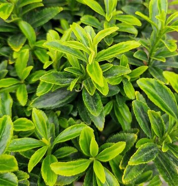 Euonymus Green and Gold Ball 23cm