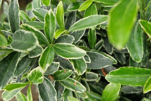 Euonymus Green and White Ball 23cm