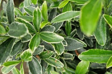 Euonymus Green and White Ball 23cm