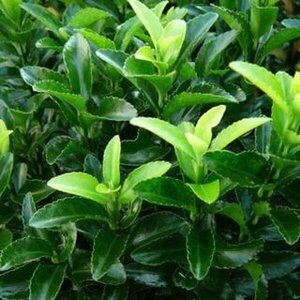 Euonymus Green Spire Ball 23cm