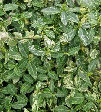 Euonymus 'Harlequin' 3 Litre