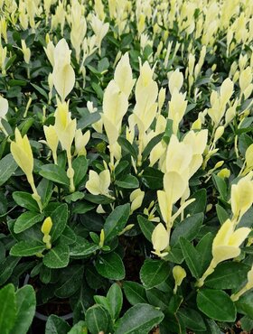 Euonymus Himalaya 2 Litre - image 1