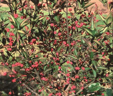 Euonymus Indian Summer 12 litre - image 1