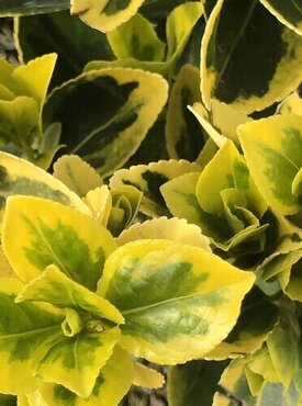 Euonymus Japonicus Aureus Mini Standard 9 Litre - image 1