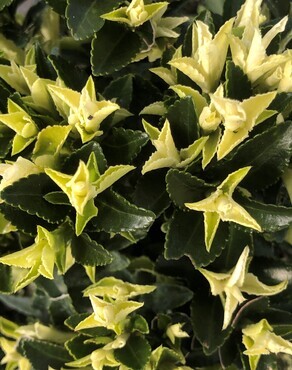 Euonymus japonicus Paloma Blanca 3 Litre