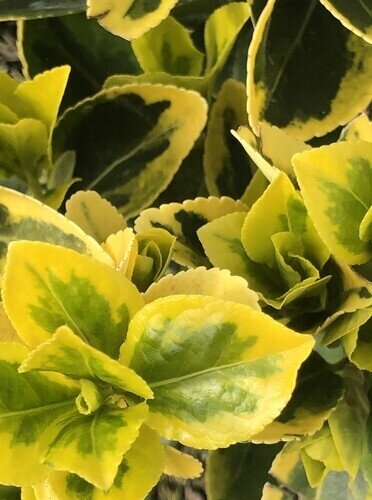 Euonymus Ovatus Aureus 3 Litre - image 1