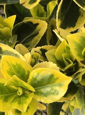 Euonymus Ovatus Aureus 3 Litre - image 1