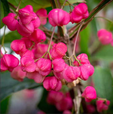 Euonymus Phellomanus 4.6 Litre - image 1