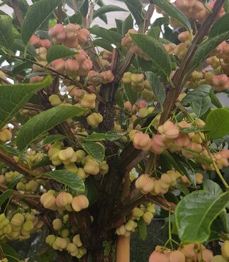 Euonymus Red Cascade 12 Litre