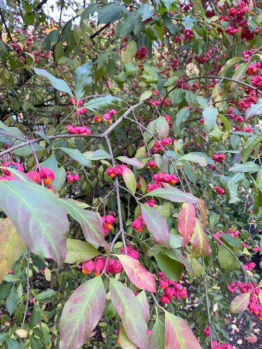 Euonymus Red Cascade 12 Litre