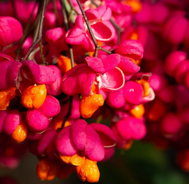 Euonymus Red Cascade 3 Litre - image 3