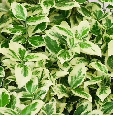 Euonymus Silver Queen 3 Litre