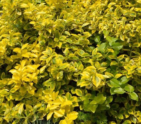 Euonymus Sunshine 2.5 Litre