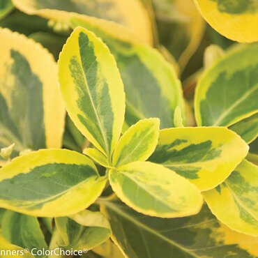 Euonymus Sunshine 2.5 Litre
