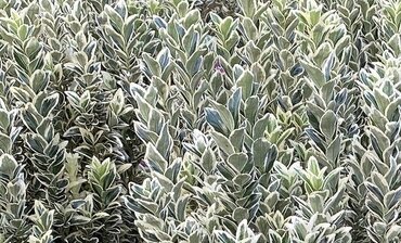 Euonymus White Spire 2 litre - image 1