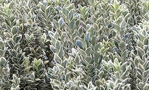 Euonymus White Spire 5cm - image 1