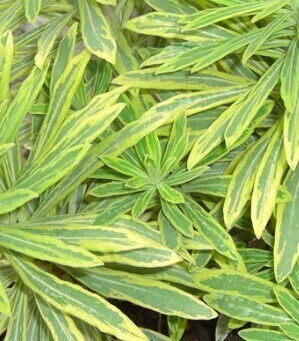 Euphorbia Ascot Rainbow 10.5cm