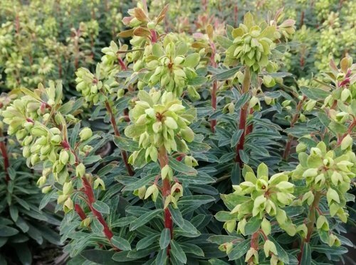 Euphorbia Baby Charm Patio 7 Litre