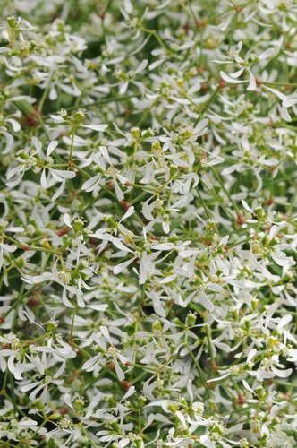 Euphorbia Diamond Frost 12cm