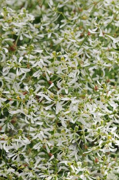 Euphorbia Diamond Frost 12cm