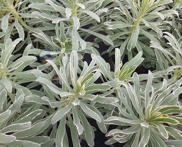 Euphorbia 'Glacier Blue' 3 Litre