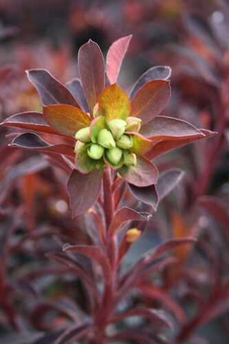 Euphorbia Miners Merlot 2 Litre