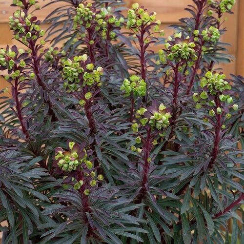 Euphorbia Miners Merlot 2 Litre