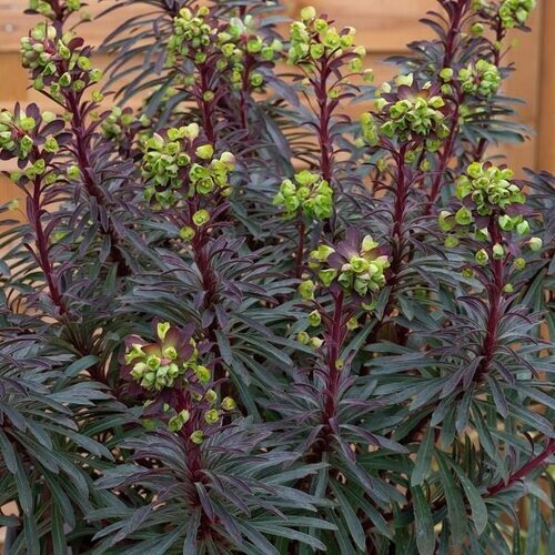 Euphorbia Miners Merlot 3 Litre