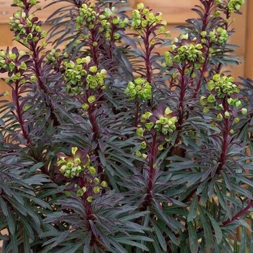 Euphorbia Miners Merlot 3 Litre