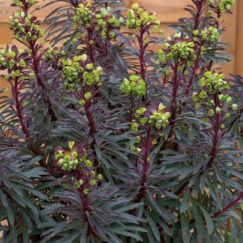 Euphorbia Purpurea Miners Merlot 9cm