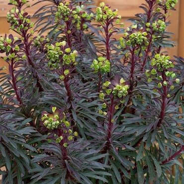 Euphorbia Purpurea Miners Merlot 9cm